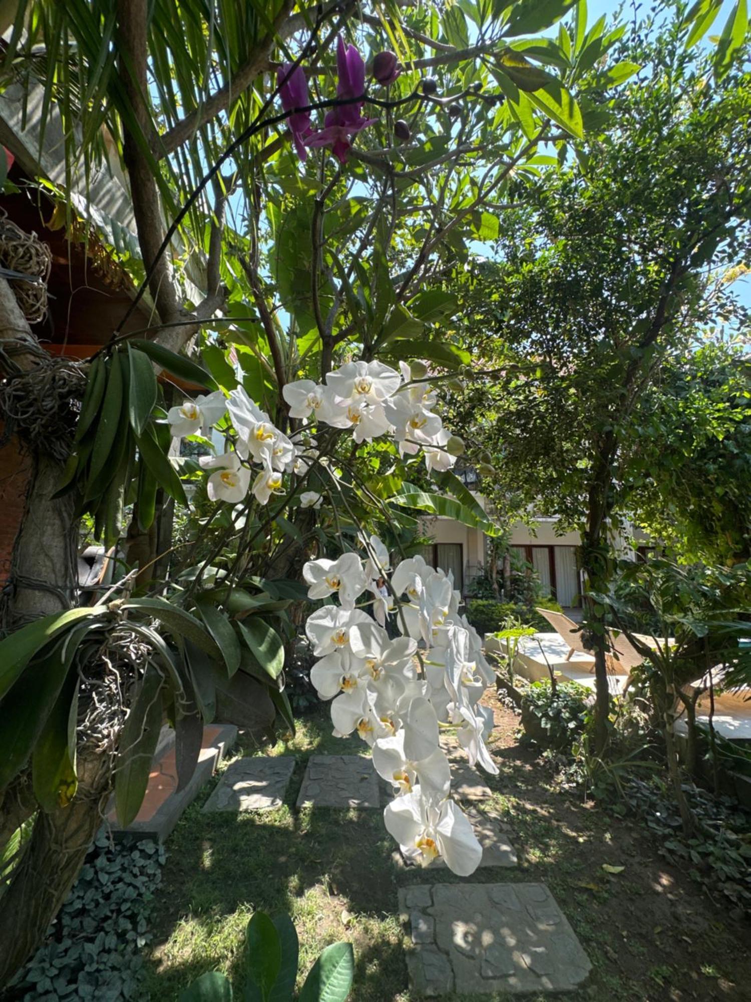 Diuma Residence Yoga Meditation Retreat And Healing Center Sanur Esterno foto